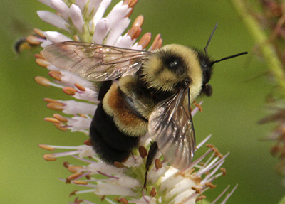 Rusty-patched Bumble Bee